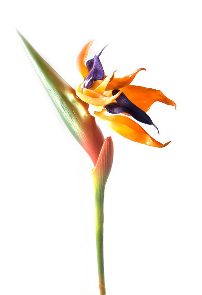Интересный цветок Стрелиция декор