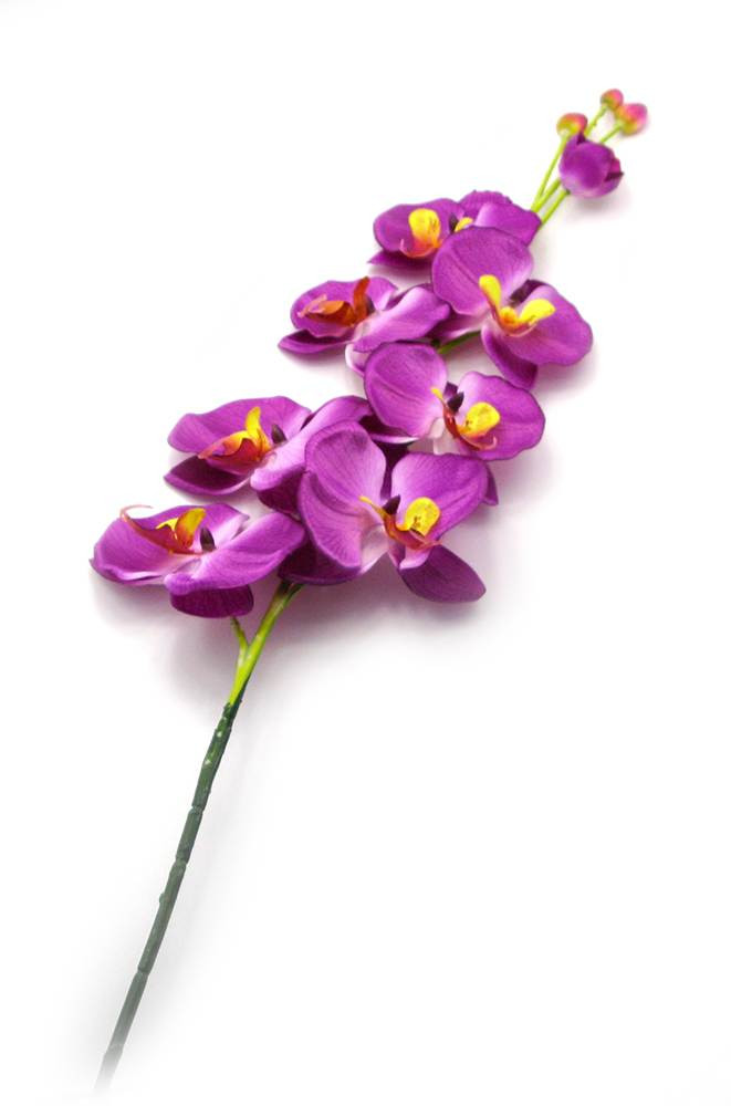 Декоративный цветок Орхидеи