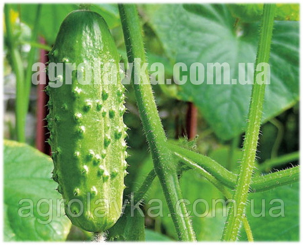 Огурец партенокарпический Каролина F1 (45 дней) ранний гибрид, (100 нас.) Lark Seeds
Огурец партенокарпический Каролина F1 (45 дней) ранний гибрид, (100 нас.) Lark Seeds