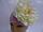 Шапочка розовая с белым пионом 18 см, фото 2