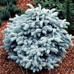 Ялина колюча Глаука Глобоса, Ель колючая Глаука Глобоса, Picea pungens Glauca Globosa (С10)
Ялина колюча Глаука Глобоса, Ель колючая Глаука Глобоса, Picea pungens Glauca Globosa (С10)