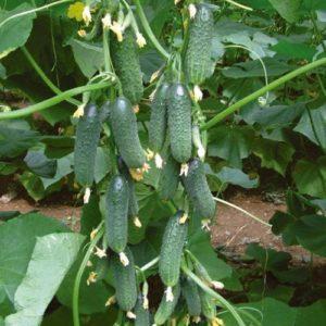 Семена огурца Каприкорн F1 / Kaprikorn F1, 250 семян — огурец партенокарпический, Yuksel Seeds
Семена огурца Каприкорн F1 / Kaprikorn F1, 250 семян — огурец партенокарпический, Yuksel Seeds