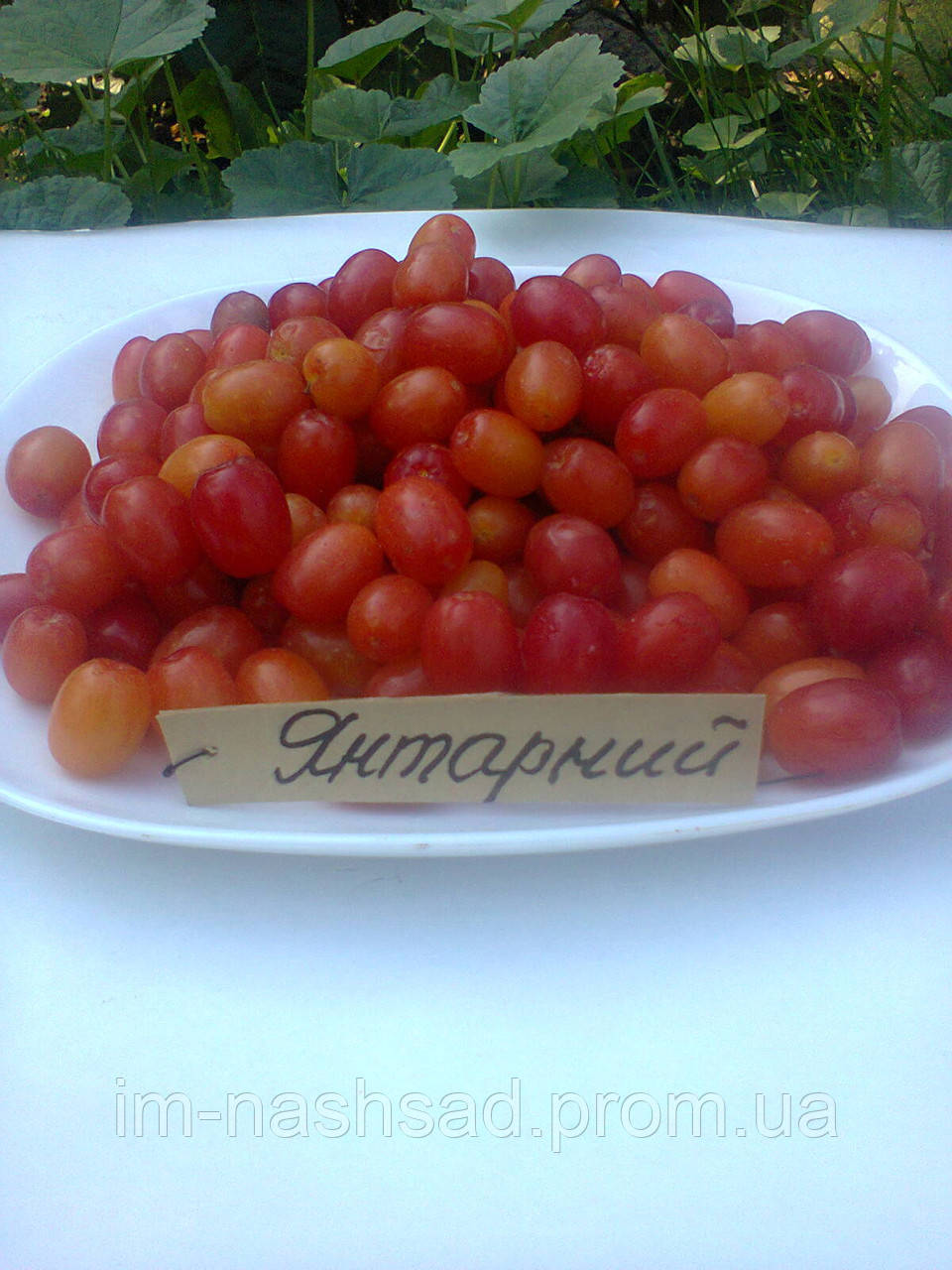 Кизил сорт Янтарный