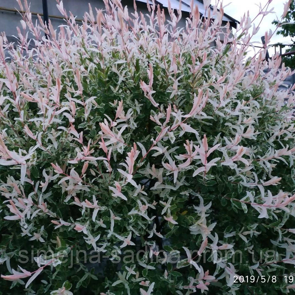 Ива (верба) цельнолистная японская Хакуро Нишики (Salix integra Hakuro Nishiki)(Контейнер Р9)
Ива (верба) цельнолистная японская Хакуро Нишики (Salix integra Hakuro Nishiki)(Контейнер Р9)