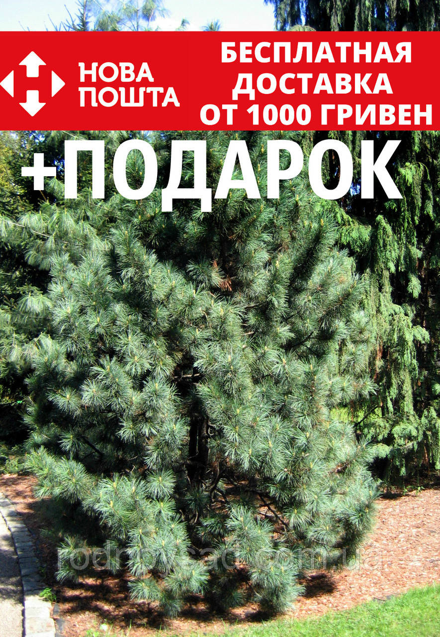 Кедр корейский семена (20 шт) (Pínus koraiénsis, манчжурский кедр) сосна кедровая корейская орех для саженцев
Кедр корейский семена (20 шт) (Pínus koraiénsis, манчжурский кедр) сосна кедровая корейская орех для саженцев