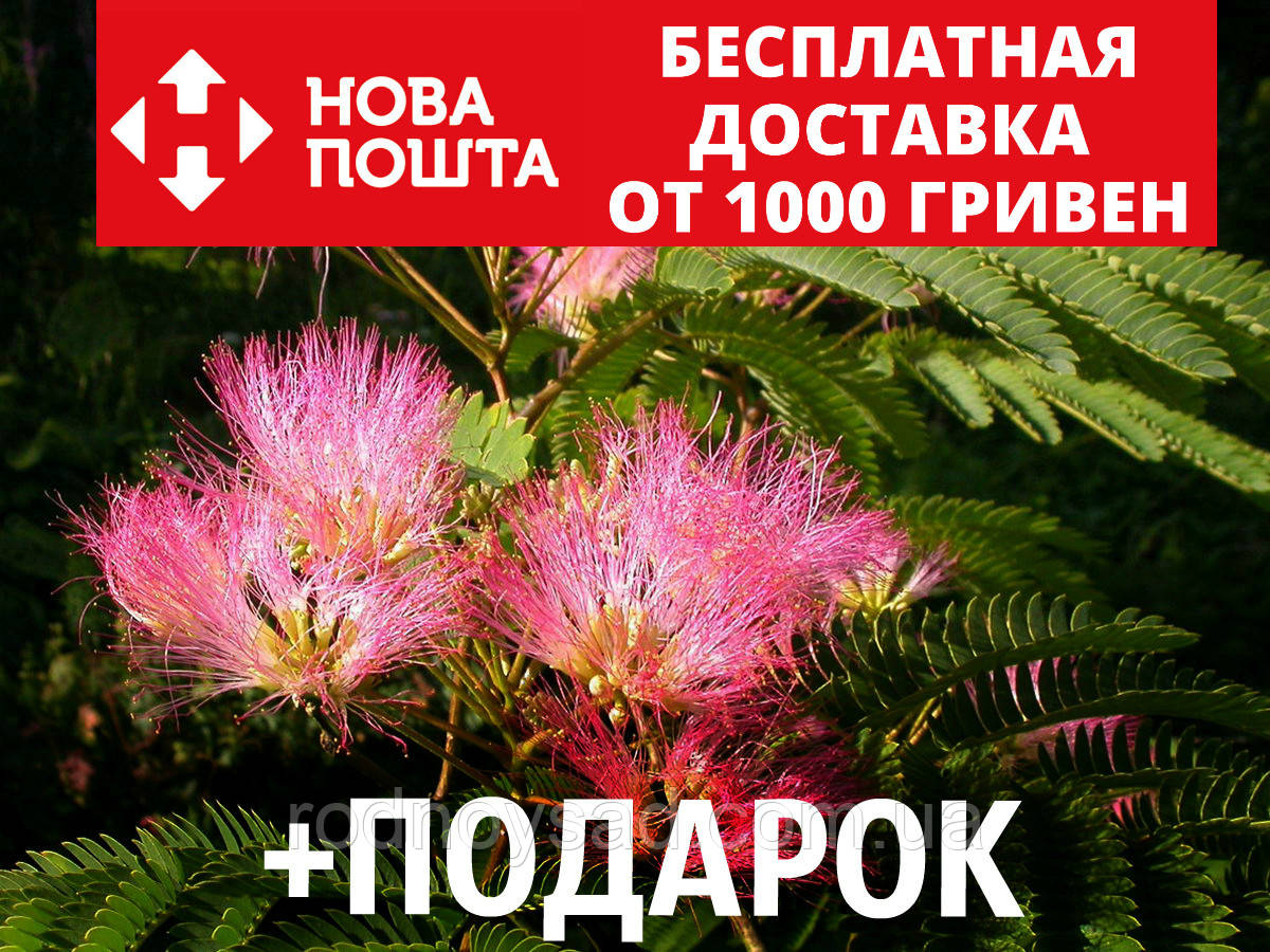 Альбиция ленкоранская семена 10 шт (Albizia julibrissin) шёлковая акация для саженцев + инструкция + подарок
Альбиция ленкоранская семена 10 шт (Albizia julibrissin) шёлковая акация для саженцев + инструкция + подарок