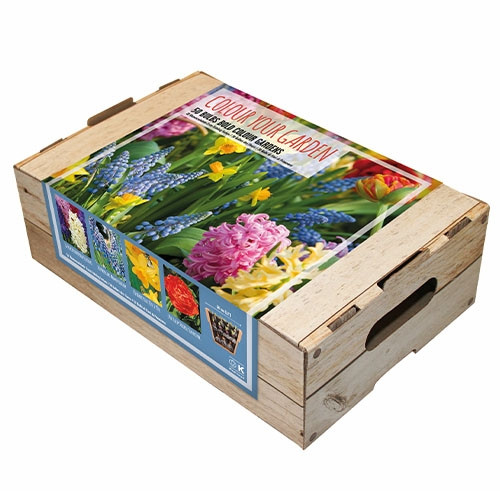 Комплект луковиц Bold Colour Gardens (Брендовые луковицы KAPITEYN®) Разноцветный Луковицы Florium
Комплект луковиц Bold Colour Gardens (Брендовые луковицы KAPITEYN®) Разноцветный Луковицы Florium