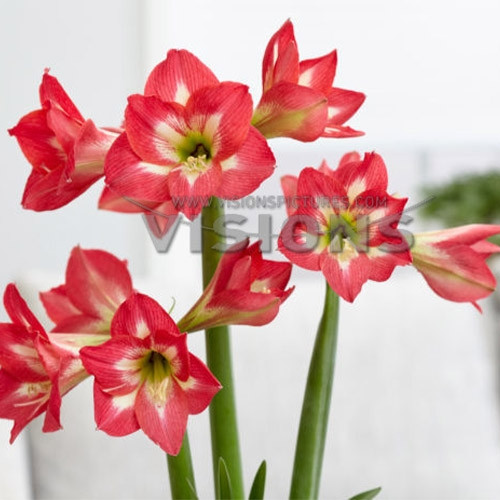 Амариллис Sleeping Beauty Floralia Белый, бежевый, кремовый, Красный Луковицы Florium
Амариллис Sleeping Beauty Floralia Белый, бежевый, кремовый, Красный Луковицы Florium