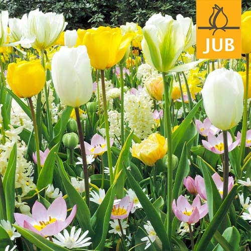 Микс ландшафтный Delicate (Брендовые луковицы Jub Holland) Разноцветный Луковицы Florium
Микс ландшафтный Delicate (Брендовые луковицы Jub Holland) Разноцветный Луковицы Florium