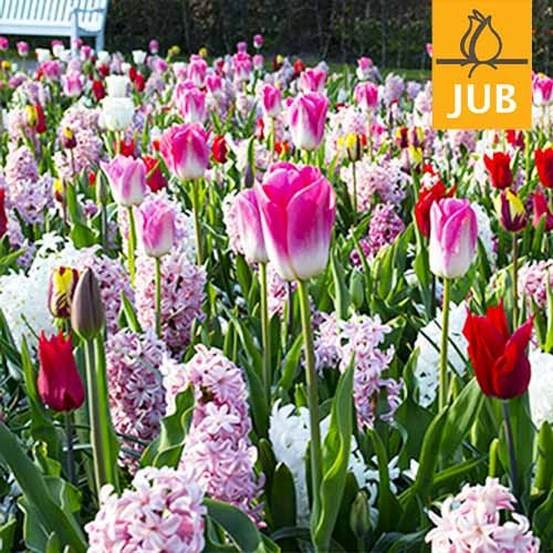 Микс ландшафтный Pink Relevation (Брендовые луковицы Jub Holland) Разноцветный Луковицы Florium
Микс ландшафтный Pink Relevation (Брендовые луковицы Jub Holland) Разноцветный Луковицы Florium