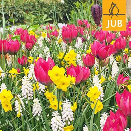 Микс ландшафтный Small Stuff (Брендовые луковицы Jub Holland) Разноцветный Луковицы Florium
Микс ландшафтный Small Stuff (Брендовые луковицы Jub Holland) Разноцветный Луковицы Florium