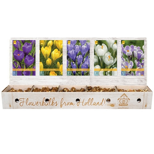 Шоу-бокс Крокусы Large Flowering (Брендовые луковицы Jub Holland) Весенний Разноцветный Луковицы Florium
Шоу-бокс Крокусы Large Flowering (Брендовые луковицы Jub Holland) Весенний Разноцветный Луковицы Florium