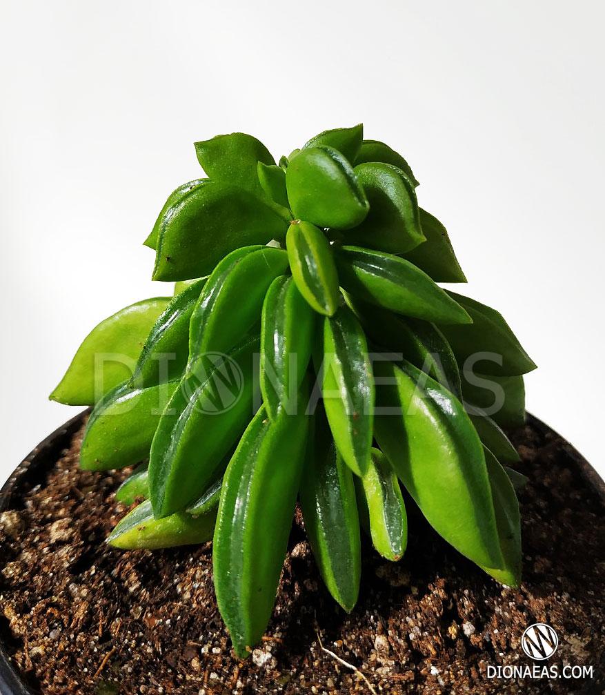Суккулент Peperomia dolabriformis (пеперомия долотовидная) - комнатное, неприхотливое, красивое растение
Суккулент Peperomia dolabriformis (пеперомия долотовидная) - комнатное, неприхотливое, красивое растение