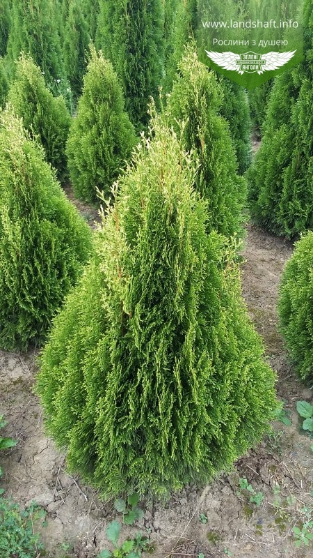 Thuja occidentalis 'Smaragd Witbont', Туя західна 'Смарагд Вітбонт',WRB - ком/сітка,70-80см
Thuja occidentalis 'Smaragd Witbont', Туя західна 'Смарагд Вітбонт',WRB - ком/сітка,70-80см