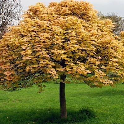 Клен ложноплатановый Бриллиантиссимум / Acer pseudoplatanus Brilliantissimum С12 120см
Клен ложноплатановый Бриллиантиссимум / Acer pseudoplatanus Brilliantissimum С12 120см