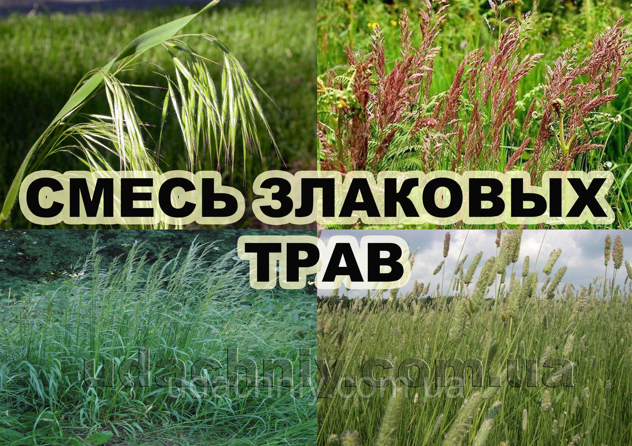 Смесь злаковых трав ( костер , райграс высокий , овсяница луговая , тимофеевка ) 1 кг.
Смесь злаковых трав ( костер , райграс высокий , овсяница луговая , тимофеевка ) 1 кг.