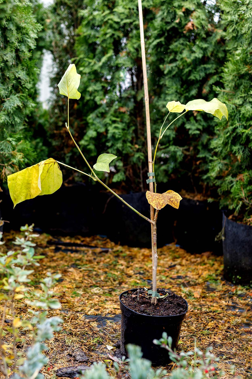 Ліріодендрон тюльпановий / Лириодендрон тюльпановый / Liriodendron tulipifera Mediopictum, C5, h 100 - 120 см.
Ліріодендрон тюльпановий / Лириодендрон тюльпановый / Liriodendron tulipifera Mediopictum, C5, h 100 - 120 см.