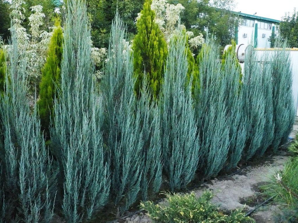 Можжевельник скальный Блу Арроу /Ялівець скельний Блу Арроу/ Juniperus scopulorum Blue Arrow С 45, Н 180 см
Можжевельник скальный Блу Арроу /Ялівець скельний Блу Арроу/ Juniperus scopulorum Blue Arrow С 45, Н 180 см