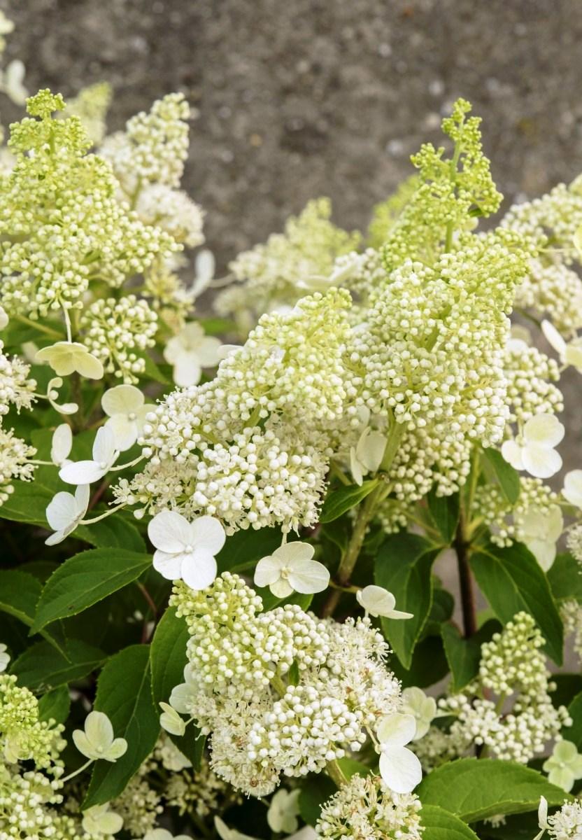 Гортензія волотиста/ Гортензия метельчатая Мэджикал Гималая / Hydrangea Magical Himalaya C 10, Н 80-90 см
Гортензія волотиста/ Гортензия метельчатая Мэджикал Гималая / Hydrangea Magical Himalaya C 10, Н 80-90 см