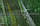 Капроновая узловая дель хамсорос ячейка 12 мм. нитка 0,7 мм., фото 3