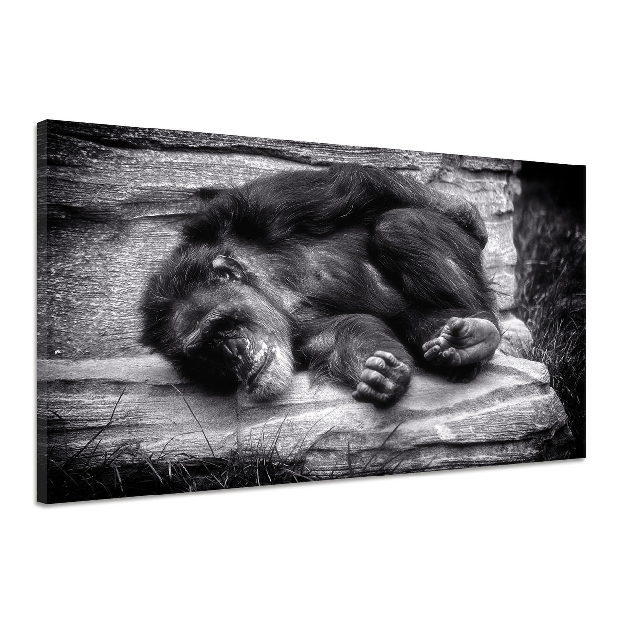 Картина на холсте размером 120x80"Обезьяна Шимпанзе Отдых Чёрный Белый Животый мир"
Картина на холсте размером 120x80"Обезьяна Шимпанзе Отдых Чёрный Белый Животый мир"