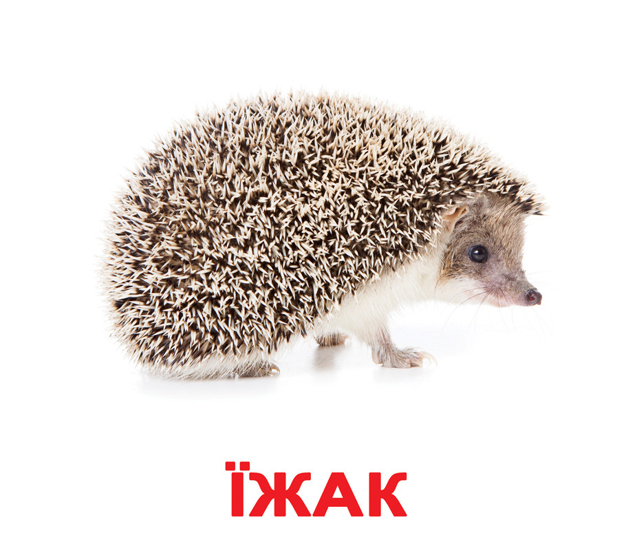 Карточки большие украинские с фактами, ламин "Дикі тварини" 20 карт., в пак. 16,5*19,5см, Украина, ТМ
Карточки большие украинские с фактами, ламин "Дикі тварини" 20 карт., в пак. 16,5*19,5см, Украина, ТМ