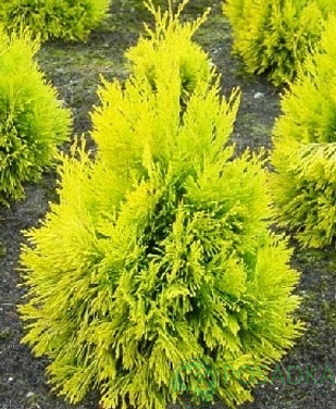 Туя складчаста Forever Goldy 4 річна, Туя складчатая Голди/ Фореве Голди, Thuja plicata Goldy
Туя складчаста Forever Goldy 4 річна, Туя складчатая Голди/ Фореве Голди, Thuja plicata Goldy