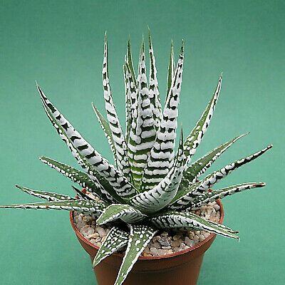 Суккулент Haworthia fasciata Alba (Хавортия полосатая Альба) - многолетнее, редкое, очень красивое растение
Суккулент Haworthia fasciata Alba (Хавортия полосатая Альба) - многолетнее, редкое, очень красивое растение