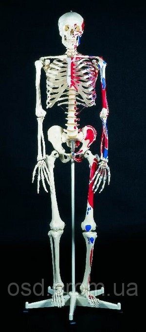 Стандартная модель скелета человека "Макс"