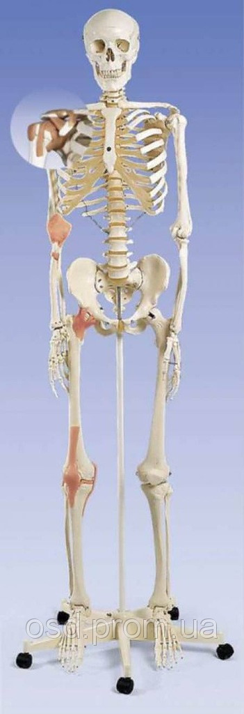 Модель скелета человека 'Лео' с суставными связками