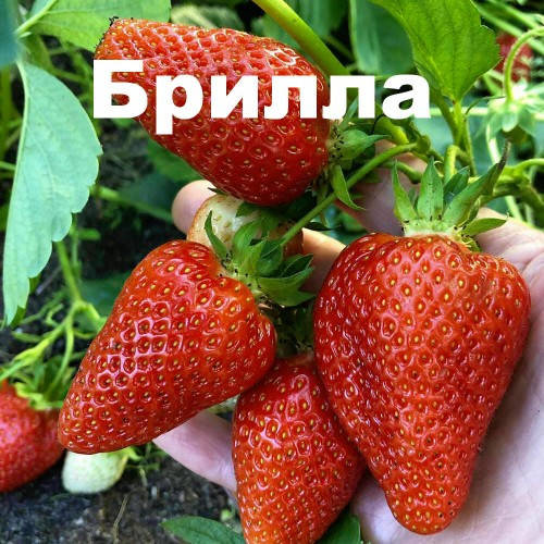 Саженцы клубники (рассада) Брилла (Brilla) - очень ранняя, крупноплодная, урожайная,неприхотливая.
Саженцы клубники (рассада) Брилла (Brilla) - очень ранняя, крупноплодная, урожайная,неприхотливая.