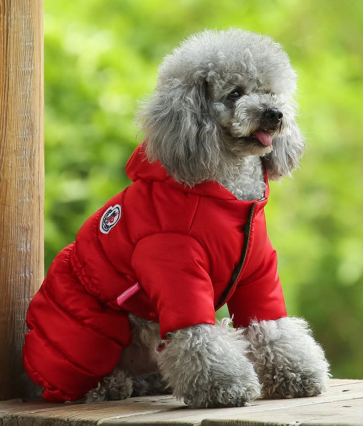 Комбинезон - пуховик для собак ДВУХСТОРОННИЙ БРЕНД MONCLER КРАСНЫЙ, ЧЕРНЫЙ, СИНИЙ ОРАНЖЕВЫЙ ЛИМОННЫЙ
Комбинезон - пуховик для собак ДВУХСТОРОННИЙ БРЕНД MONCLER КРАСНЫЙ, ЧЕРНЫЙ, СИНИЙ ОРАНЖЕВЫЙ ЛИМОННЫЙ