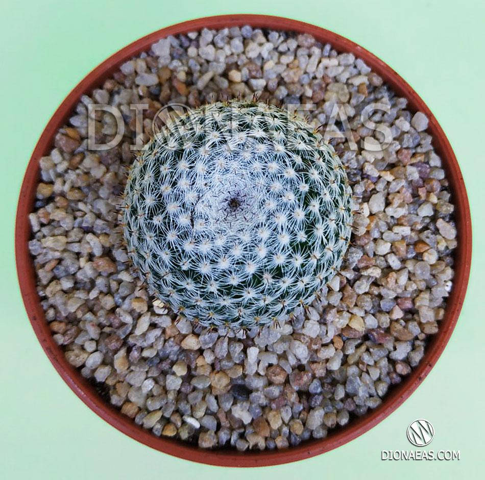 Mammillaria Microthele Superfina (Маммиллярия микротеле Суперфина, кактус с совиным глазом) редкое растение
Mammillaria Microthele Superfina (Маммиллярия микротеле Суперфина, кактус с совиным глазом) редкое растение
