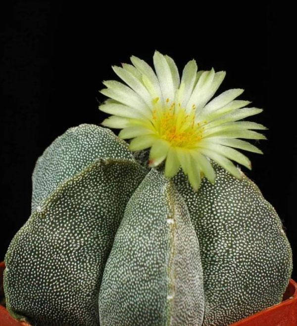 Кактус Astrophytum Myriostigma (Астрофитум крапчатый) - комнатное, горшечное, неприхотливое, редкое растение
Кактус Astrophytum Myriostigma (Астрофитум крапчатый) - комнатное, горшечное, неприхотливое, редкое растение
