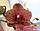Уценка Орхидеи. Сорт Phal. I-Hsin Sesame, размер 2.5" без цветов, фото 4