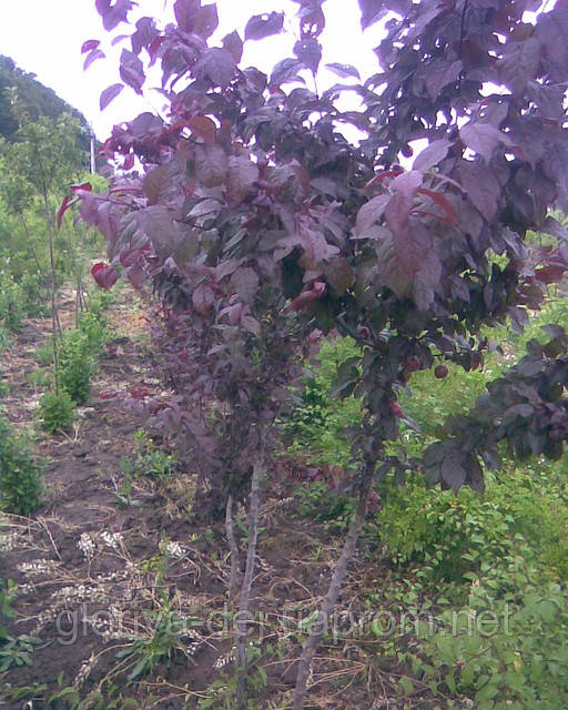 

Алича червонолиста, Prunus cerasifera var. pissardii