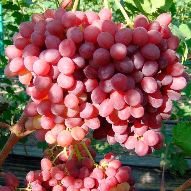 Купить Виноград Кишмиш Велес - сверх ранний, крупноплодный, зимостойкий от интернет-магазина "AGRO-LANDING"