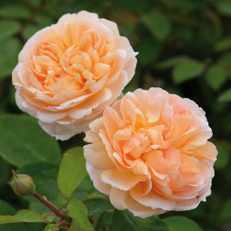 

Саженцы кустовой розы Зе Леди Гарденер (Rose The Lady Gardener)