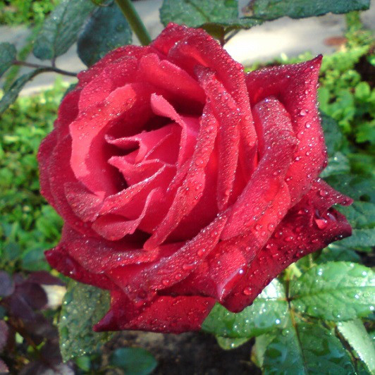 Роза гранд шато фото и описание