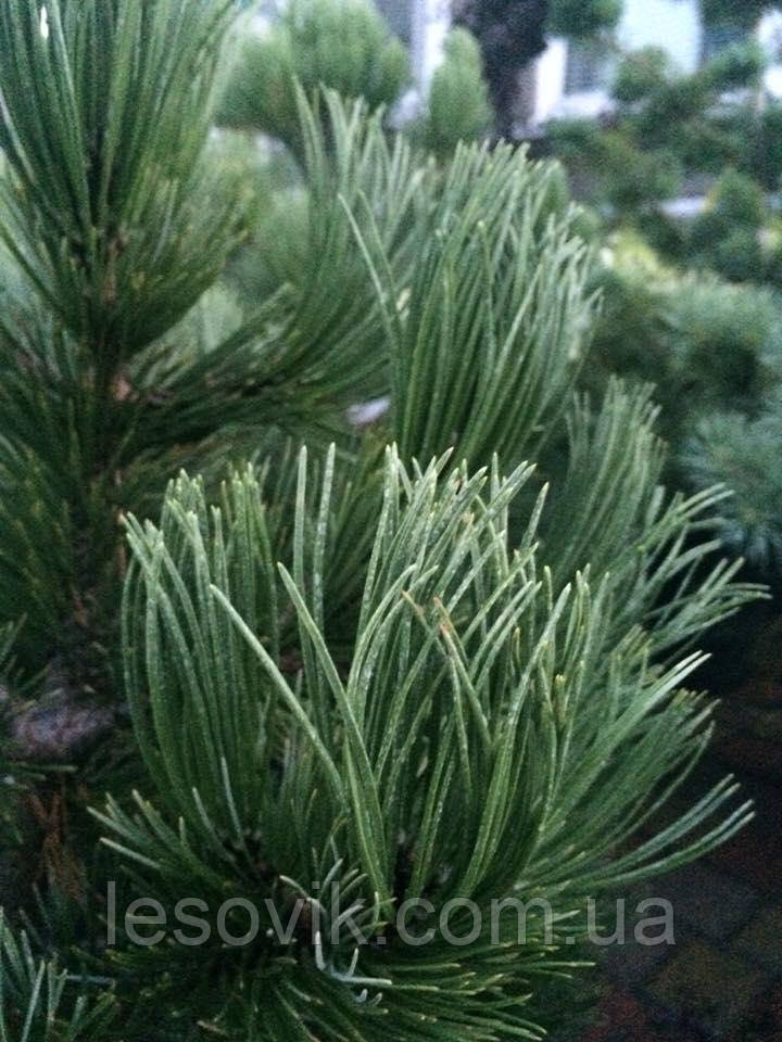 

Сосна Гельдрейха Компакт Джем (Pinus Heldreichii Compact Gem)