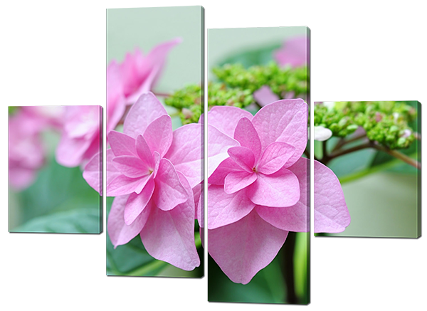 Модульная картина Розовые цветы