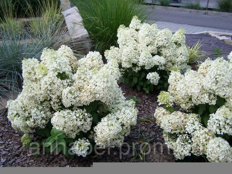 

Гортензия метельчатая Бобо, С3 / Hydrangea paniculata Bobo