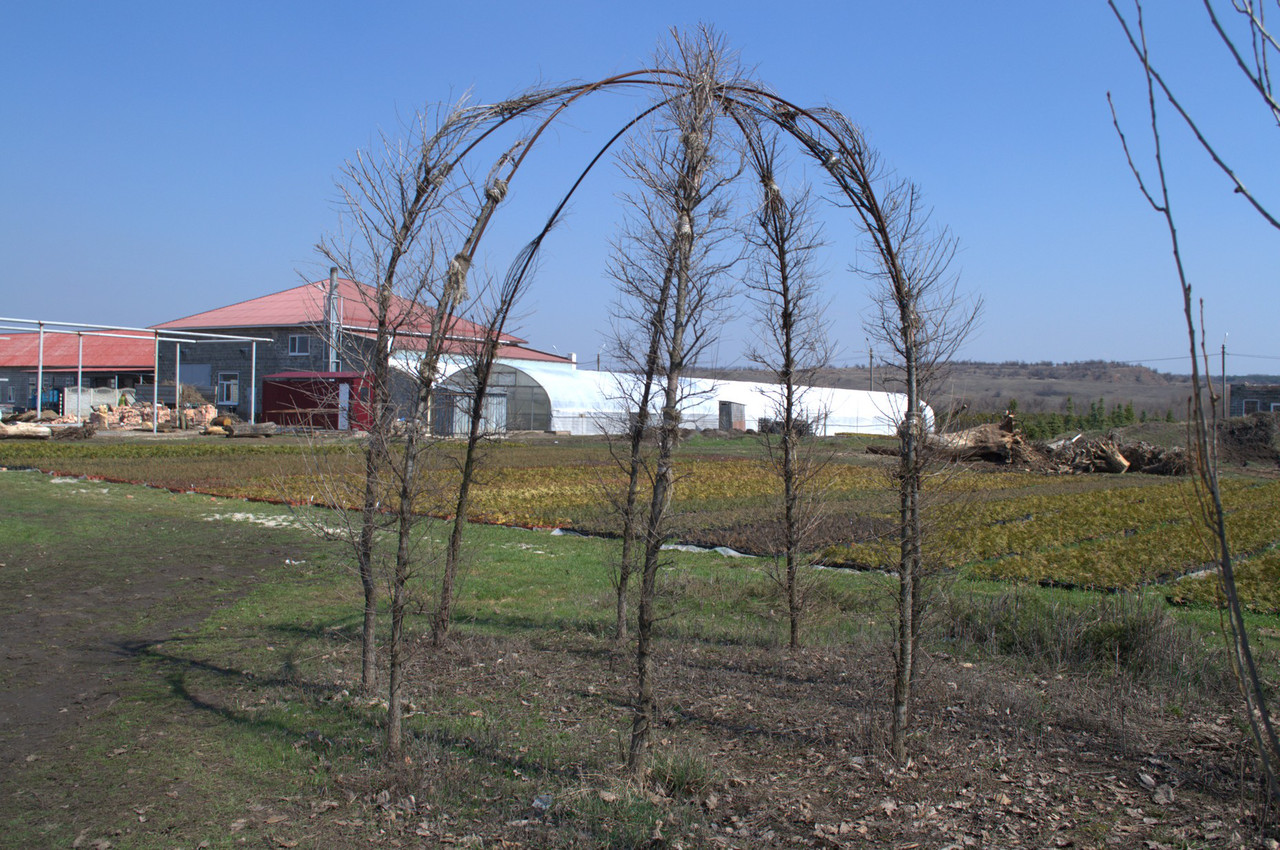 

Лиственница европейская арка