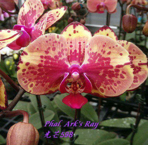 Орхидея Сорт Ark’s Ray, горшок 2.5" без цветов