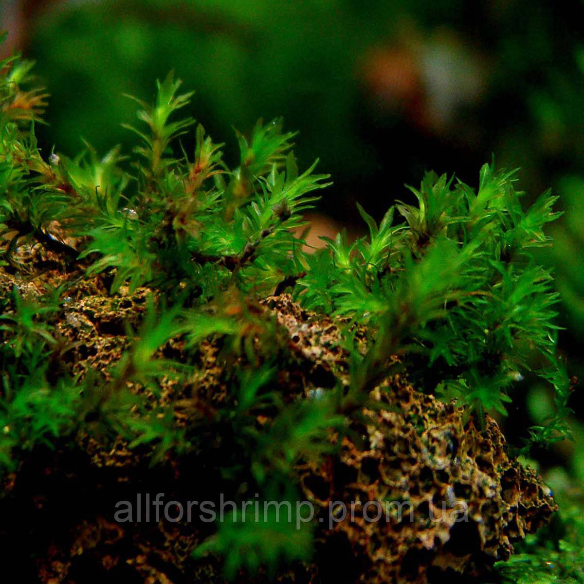 Мох Миллиметр / Barbula sp. millimeter moss, порция 3х3смНет в наличии