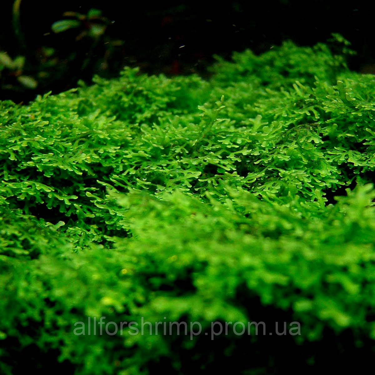 Мох Риккардия / Riccardia chamedryfolia (Coral moss), порция 3х3 см.