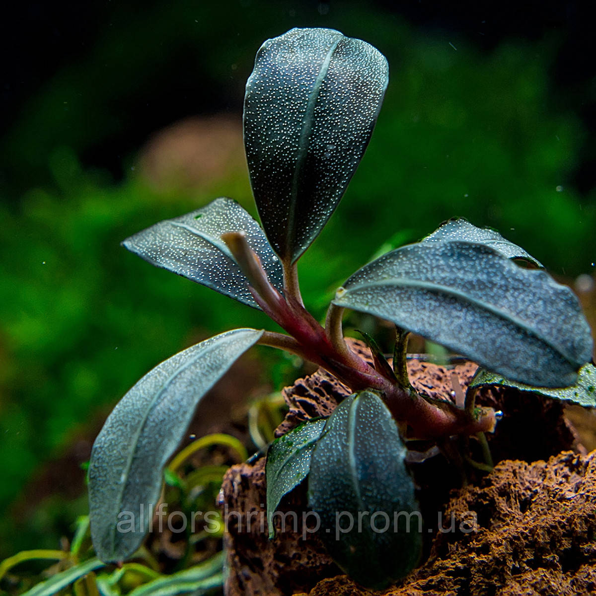 Буцефаландра / Bucephalandra sp. Lamandau Mini Red, отросток 5 листов.Нет в наличии