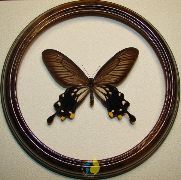 

Сувенир - Бабочка в рамке Atrophaneura coon. Оригинальный и неповторимый подарок!