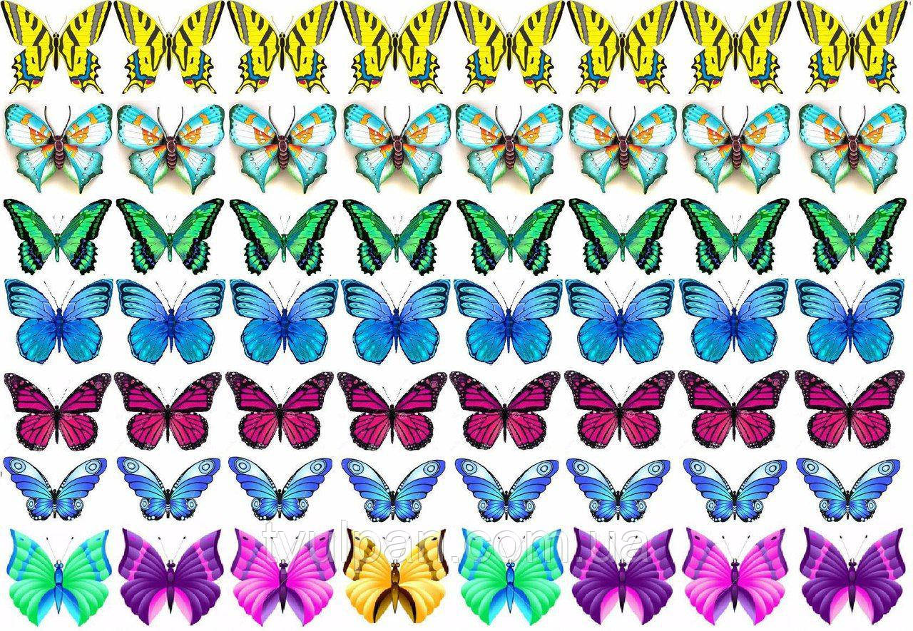 Бабочки для торта картинки для печати. Разноцветные бабочки. Бабочки цветные. Babochki dlya pechata. Разноцветные бабочки для печати.