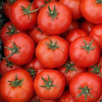 Насіння томату Садін F1 / Sadeen (500н)
